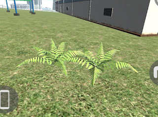 Green Grass